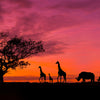 Panorama Silhouette Tree with Sunset Backdrop - Backdropsource