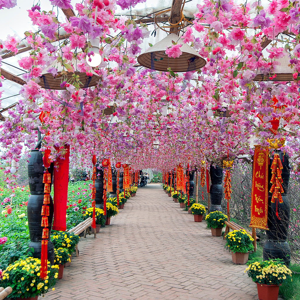 Cherry Blossom Park In The Spring - Backdropsource